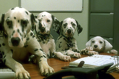 Dalmatians